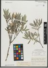 Foto von Salix schugnanica Goerz